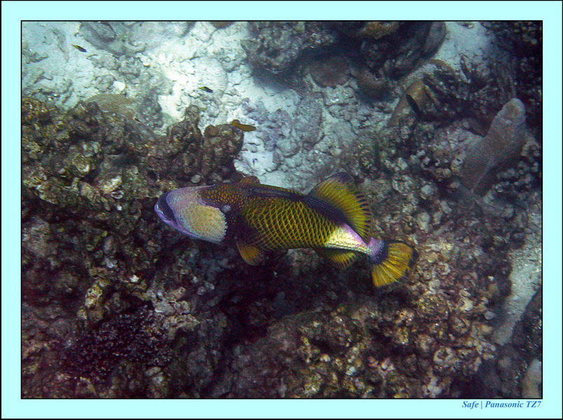 2011 - 03 - Koh Rok 38